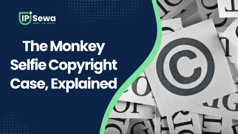 The Monkey Selfie Copyright Case, Explained