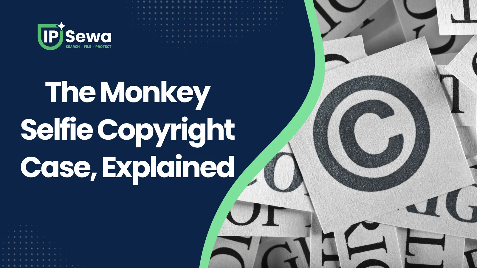 The Monkey Selfie Copyright Case, Explained